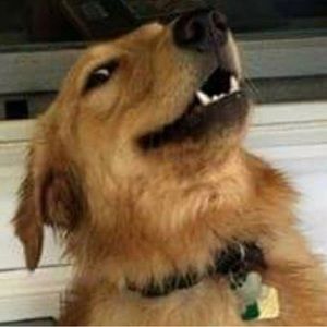 Meet your Posher, Paulo